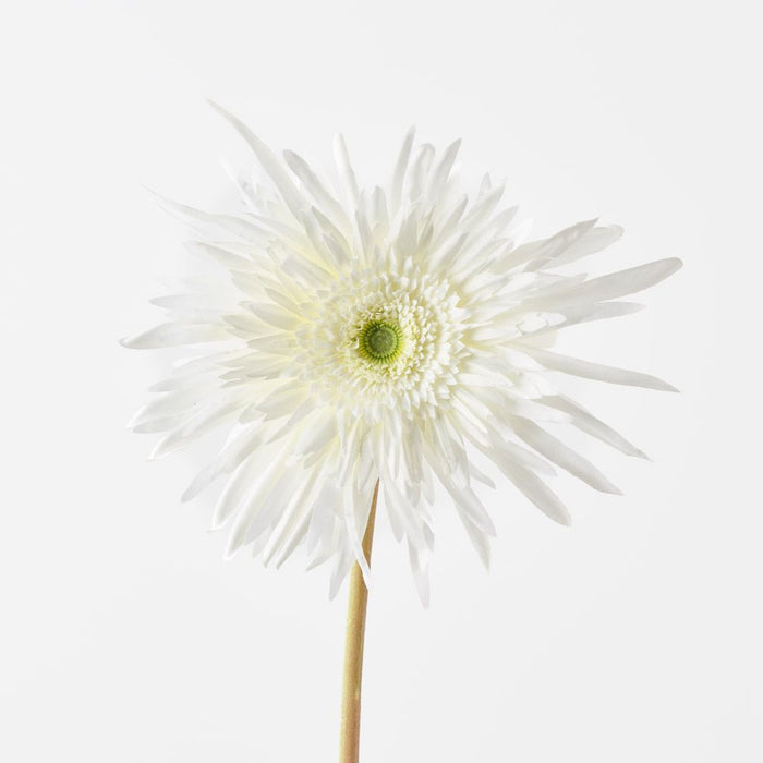 Gerbera Spider White 68cm Pack of 12