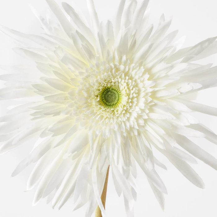 Gerbera Spider White 68cm Pack of 12
