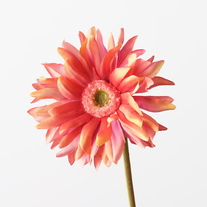 Gerbera Hybrid Orange 53cm Pack of 12