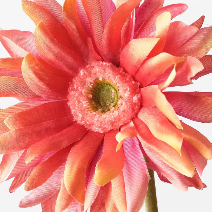 Gerbera Hybrid Orange 53cm Pack of 12