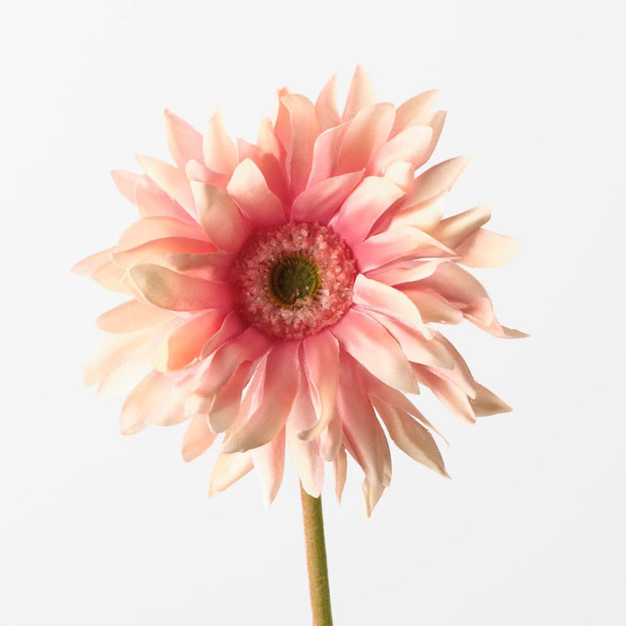 Gerbera Hybrid Peach 53cm Pack of 12