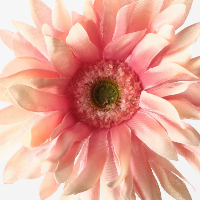 Gerbera Hybrid Peach 53cm Pack of 12