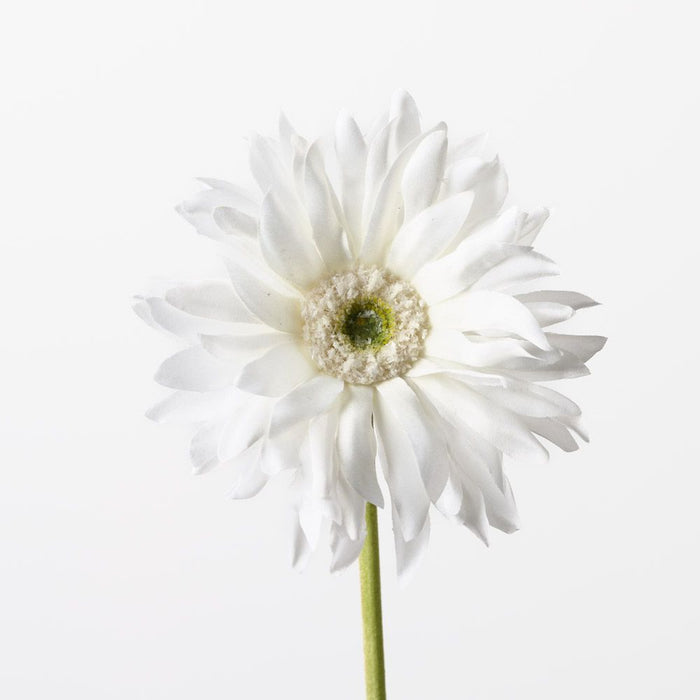 Gerbera Hybrid White 53cm Pack of 12