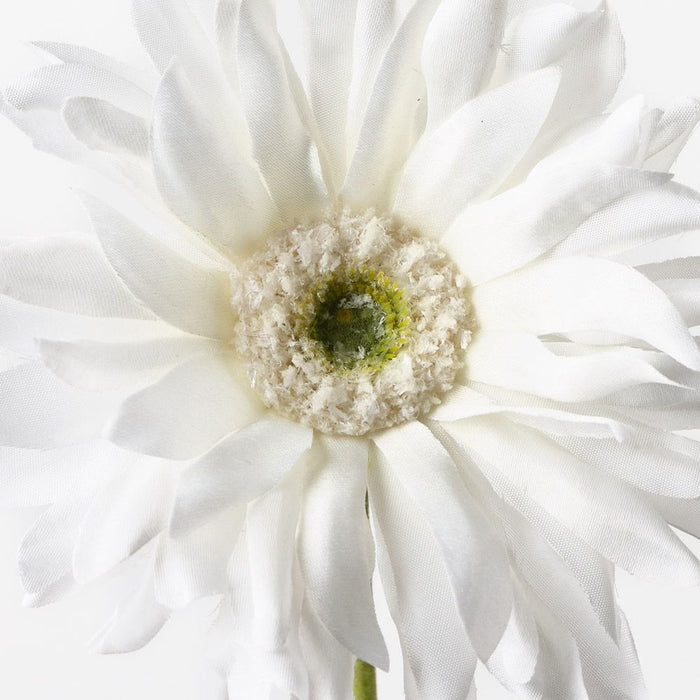 Gerbera Hybrid White 53cm Pack of 12