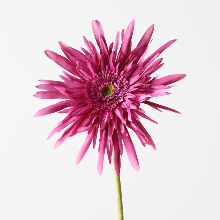 Gerbera Spider Fuschia 68cm Pack of 12
