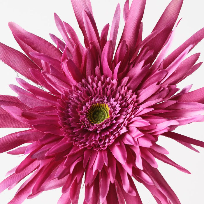 Gerbera Spider Fuschia 68cm Pack of 12