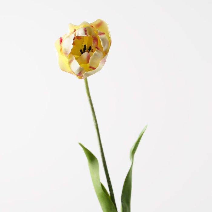 Tulip Hybrid Light Green 71cm Pack of 12