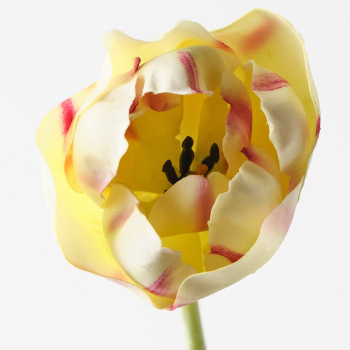 Tulip Hybrid Light Green 71cm Pack of 12