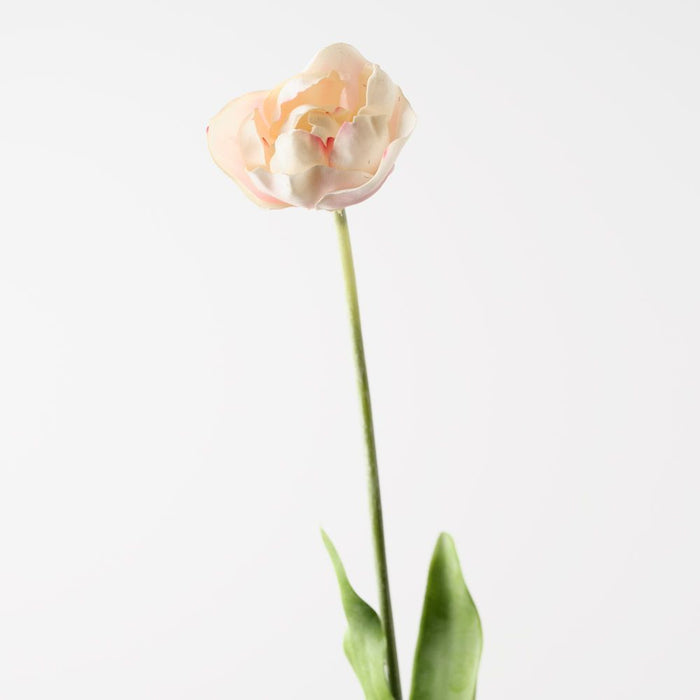 Tulip Hybrid Light Pink 71cm Pack of 12