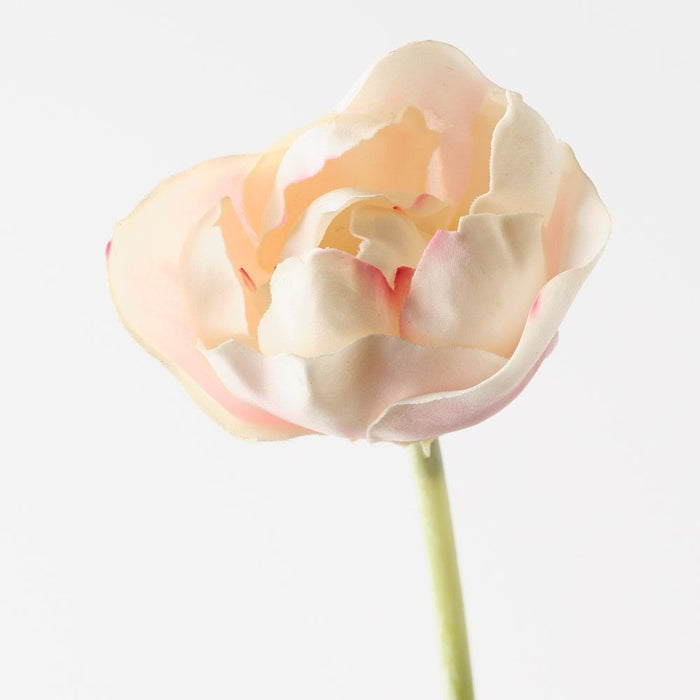 Tulip Hybrid Light Pink 71cm Pack of 12