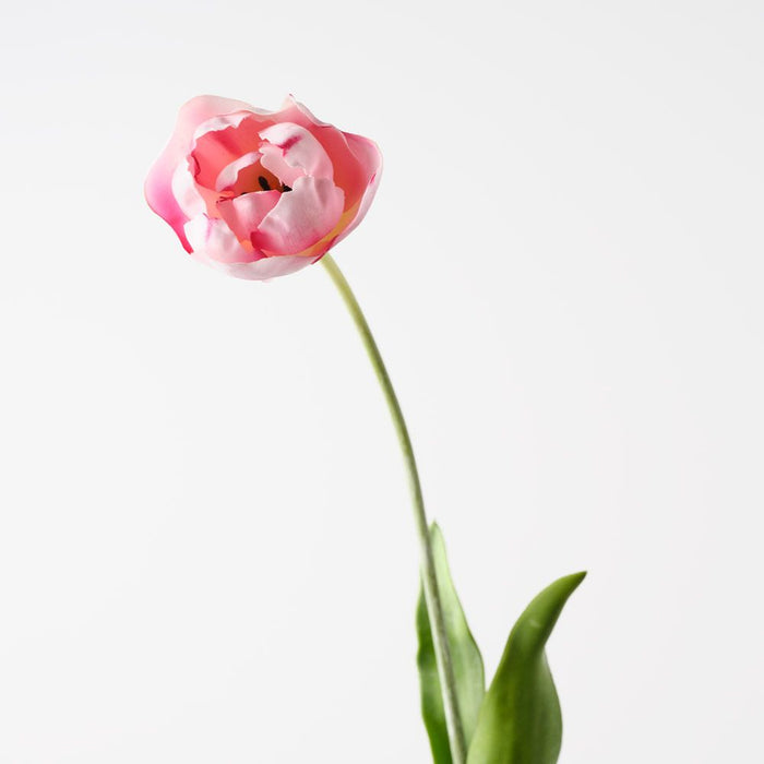 Tulip Hybrid Pink 71cm Pack of 12