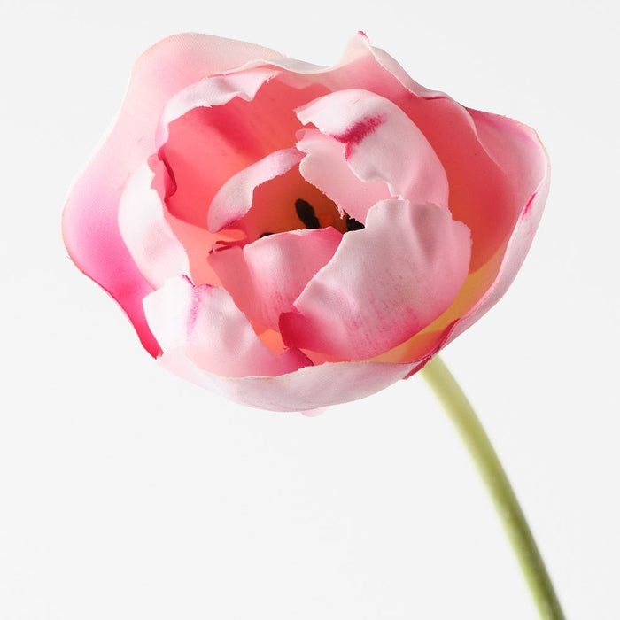 Tulip Hybrid Pink 71cm Pack of 12