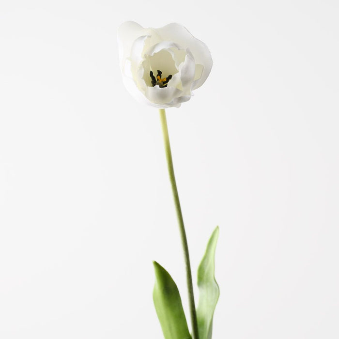 Tulip Hybrid White 71cm Pack of 12