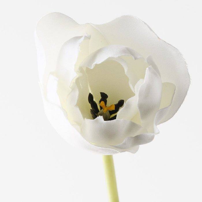 Tulip Hybrid White 71cm Pack of 12