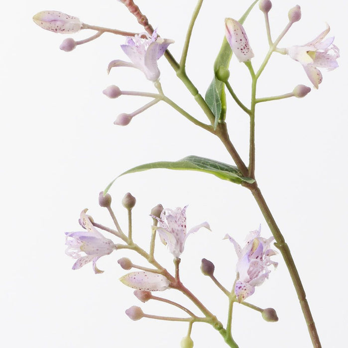 Lily Japanese Lavender 76cm Pack of 12