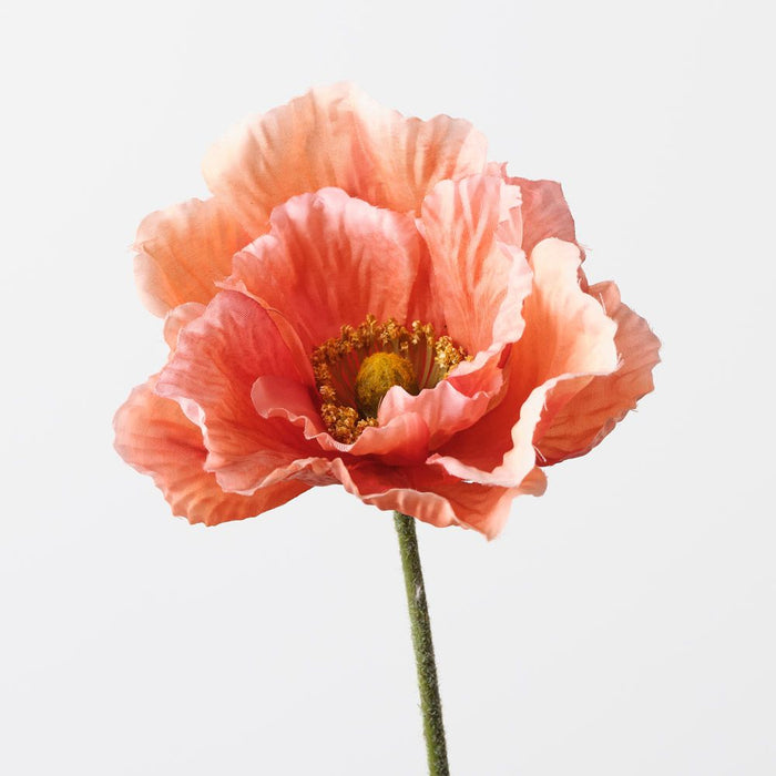 Poppy Coral 76cm Pack of 12