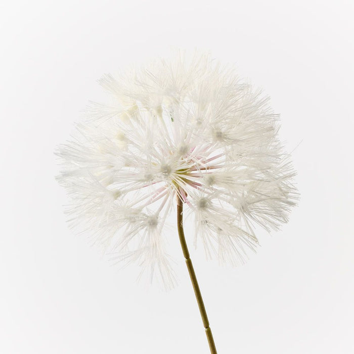 Dandelion Cream 69cm Pack of 12