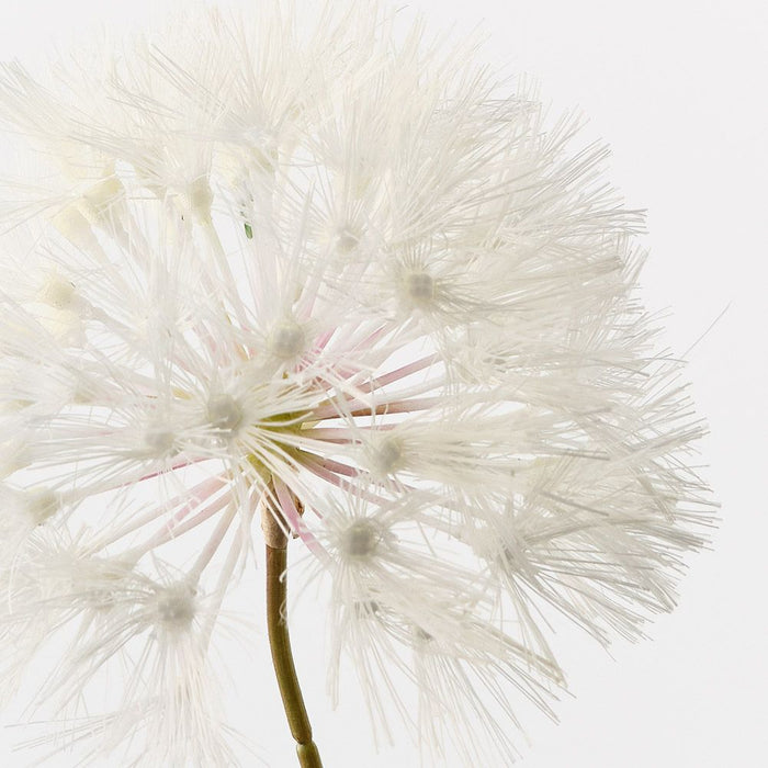 Dandelion Cream 69cm Pack of 12