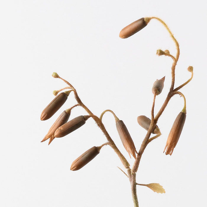 Magic Bells Spray Coffee 101cm Pack of 12