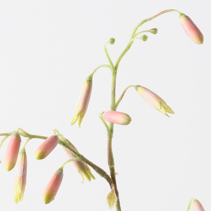 Magic Bells Spray Pink 101cm Pack of 12