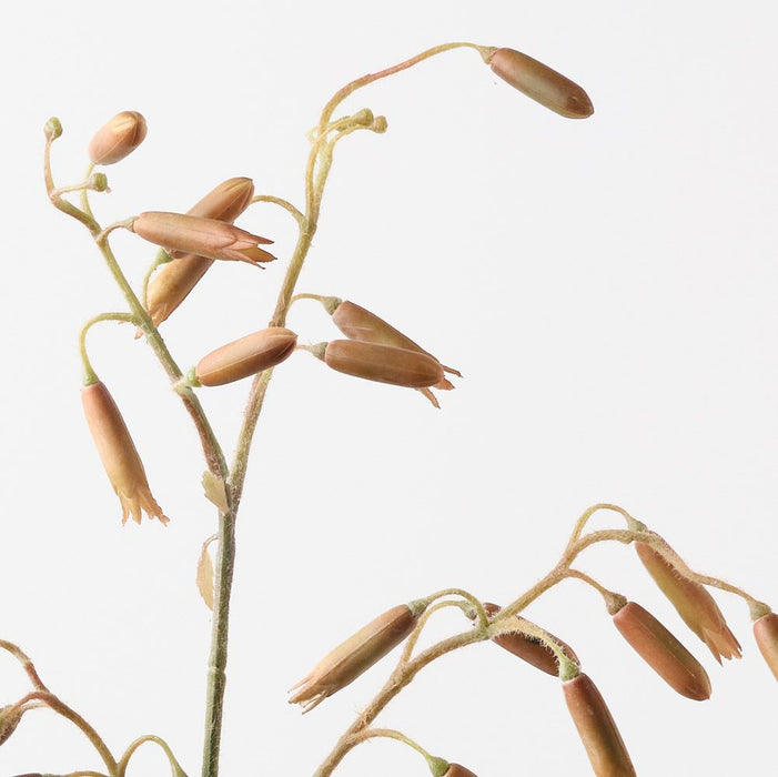 Magic Bells Spray Sand 101cm Pack of 12