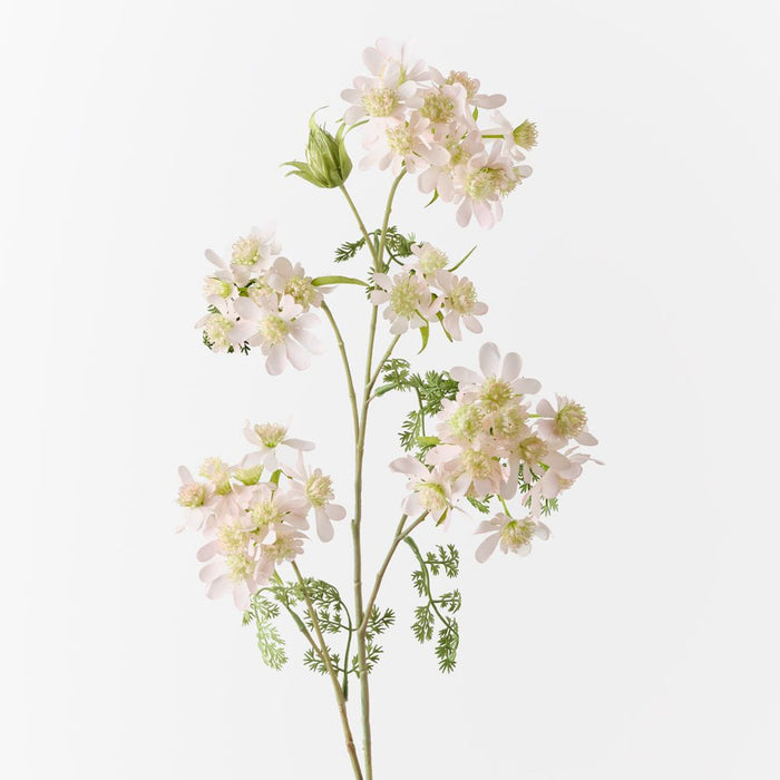 Orlaya Lace Spray Light Pink 100cm Pack of 12