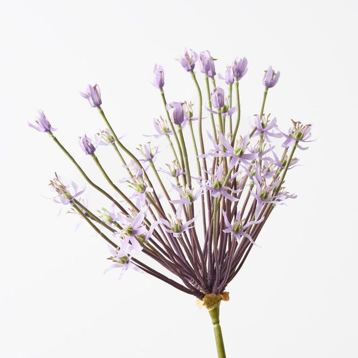 Allium Lavender 105cm Pack of 12