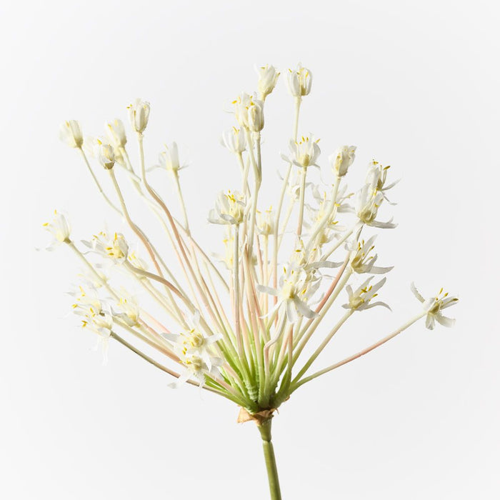 Allium White 105cm Pack of 12