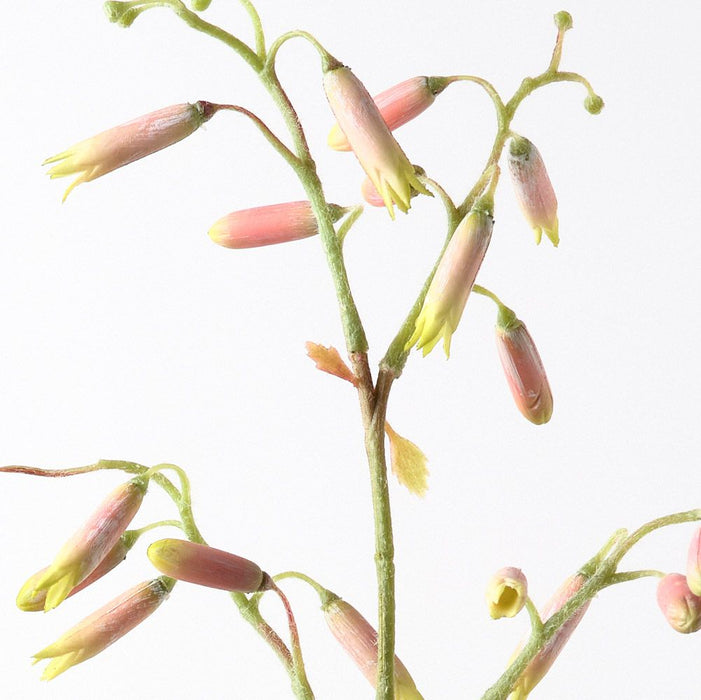 Magic Bells Spray Pink 125cm Pack of 12