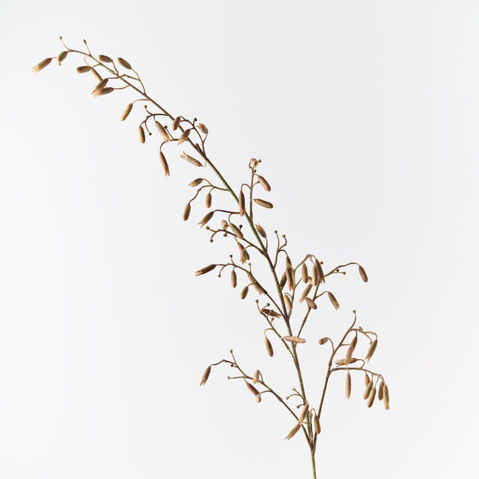 Magic Bells Spray Sand 165cm Pack of 6