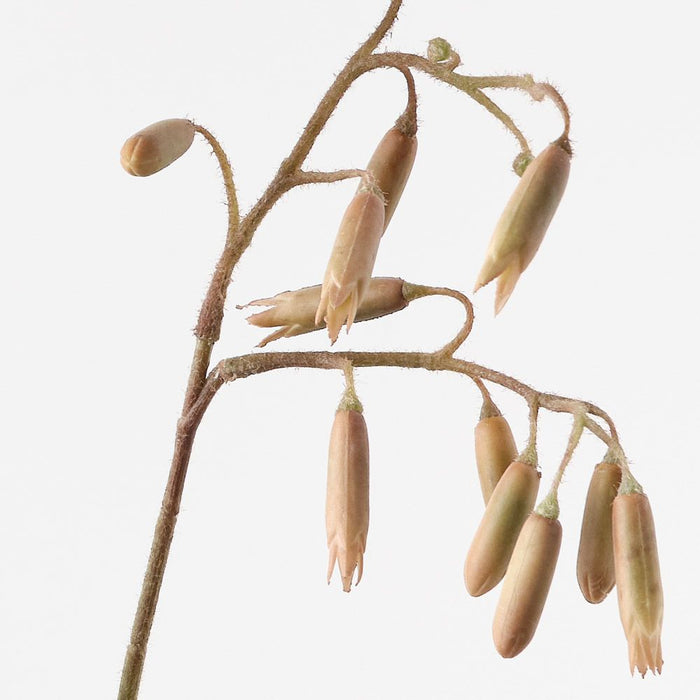 Magic Bells Spray Sand 165cm Pack of 6