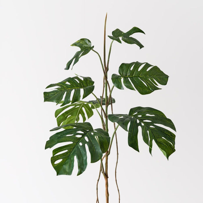 Monstera Stem Green 90cm Pack of 2