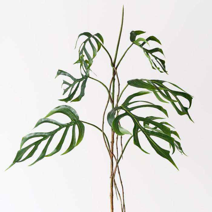 Monstera Dilacerata Stem Green 140cm Pack of 2