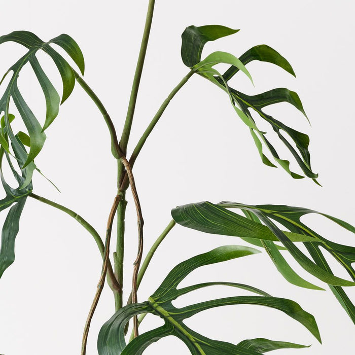 Monstera Dilacerata Stem Green 140cm Pack of 2