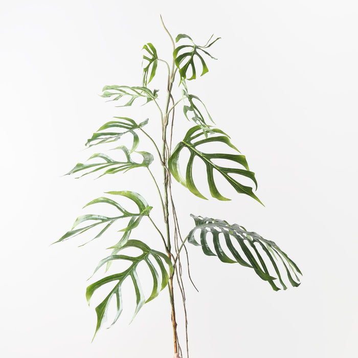 Monstera Dilacerata Stem Green 190cm Pack of 2