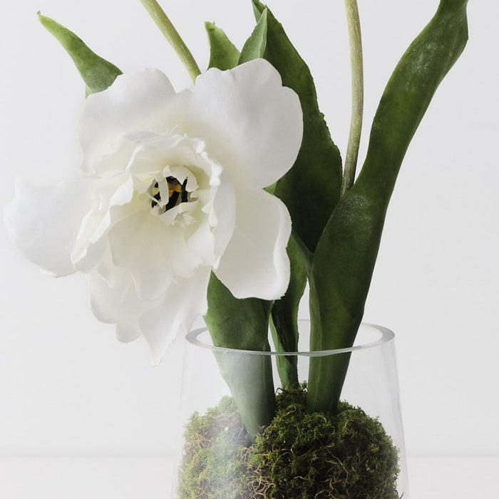 Tulip Hybrid Mix in Vase White 35cm