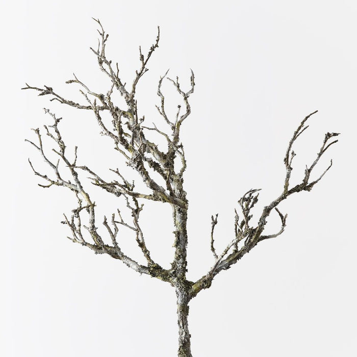 Twig Coral Branch Grey Brown 58cm Pack of 12