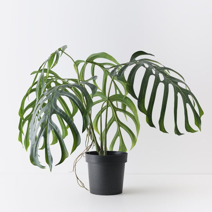 Monstera Dilacerata Plant Green 80cm