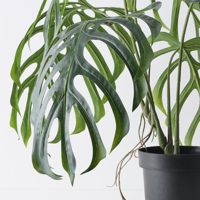 Monstera Dilacerata Plant Green 80cm