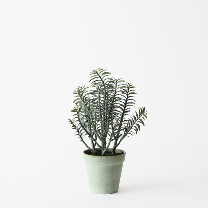 Backbone Plant Green 30cm Pack of 6