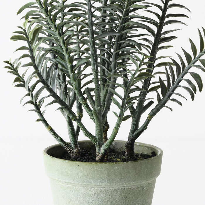 Backbone Plant Green 30cm Pack of 6