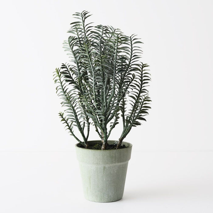 Backbone Plant Green 45cm Pack of 4