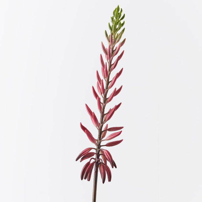 Agave Flowering Spray Red Green 81cm Pack of 12