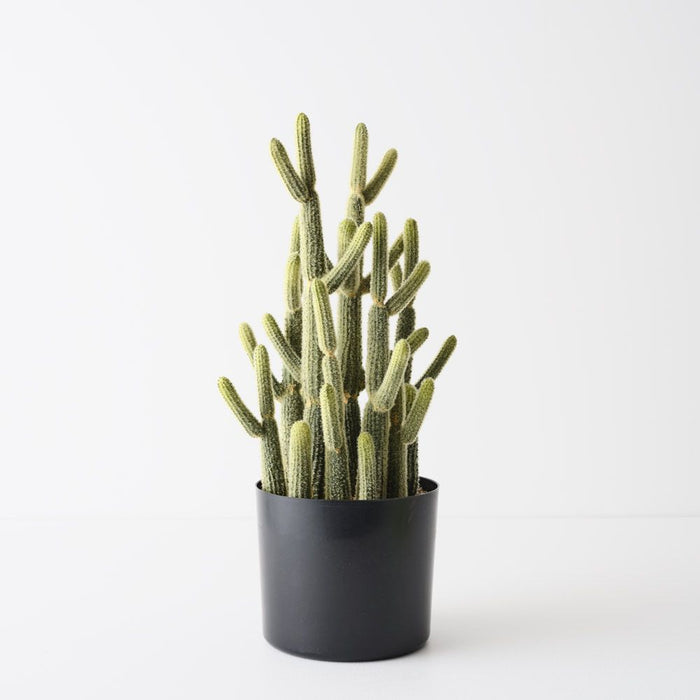 Cactus Lady Finger Plant Green 46cm Pack of 2