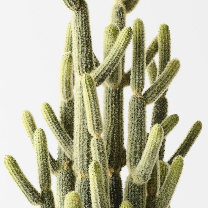 Cactus Lady Finger Plant Green 46cm Pack of 2
