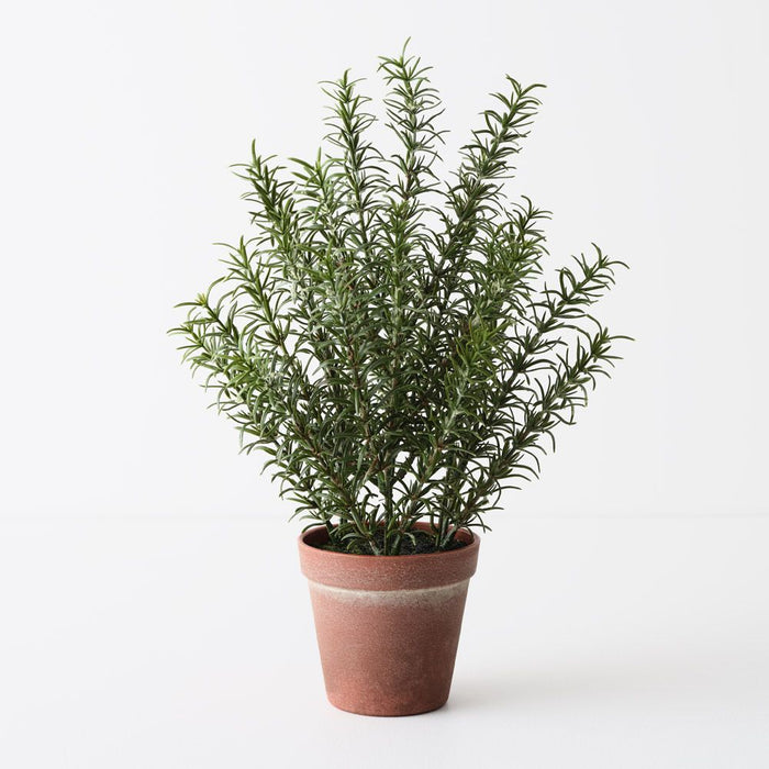 Rosemary Plant Green 38cm Pack of 4