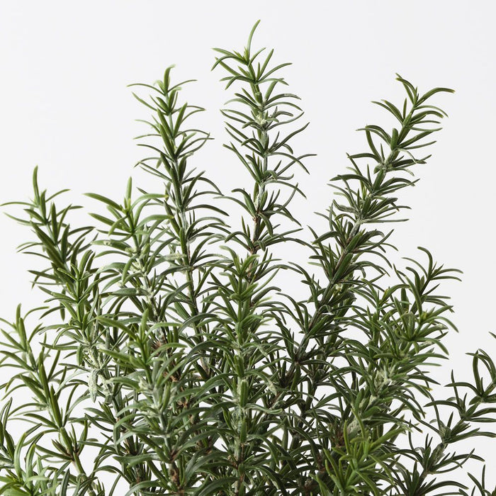 Rosemary Plant Green 38cm Pack of 4