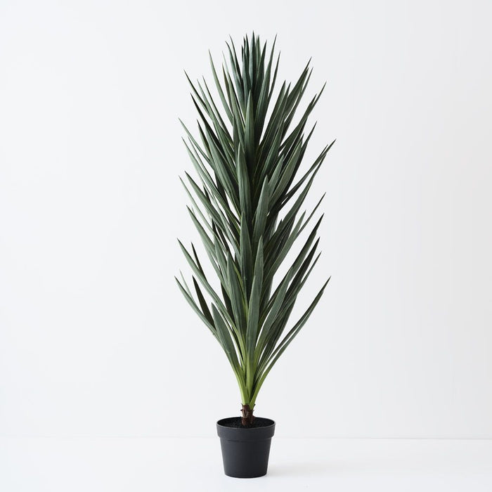 Yucca Plant Green 155cm Pack of 2