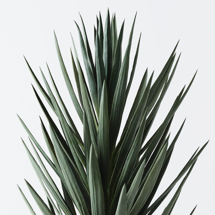 Yucca Plant Green 155cm Pack of 2