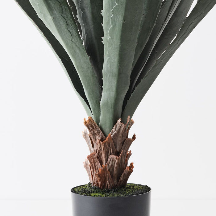 Agave Plant Grey Green 80cm Pack of 2